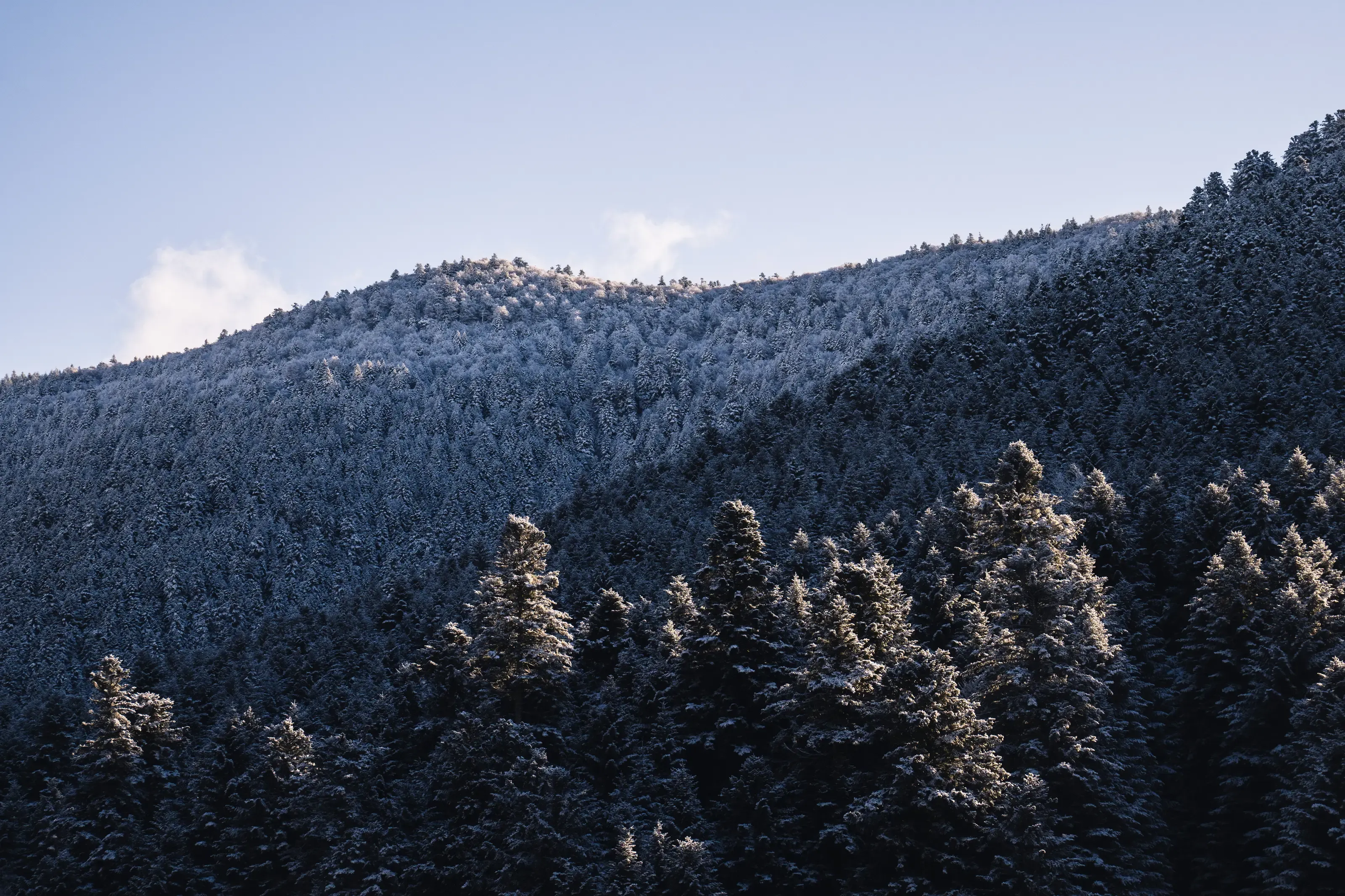 Forêt de Payolle
